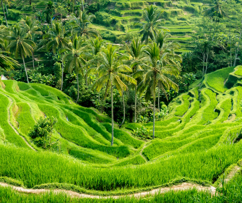 Viaje a Hong Kong y Bali 12 días