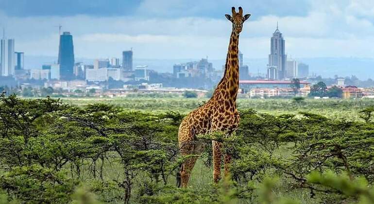 ¡Safari en Kenia! 8 días y 7 noches en Hoteles 3* con Pensión Completa. Incluye Vuelos y Traslados + Visitas - Safaris