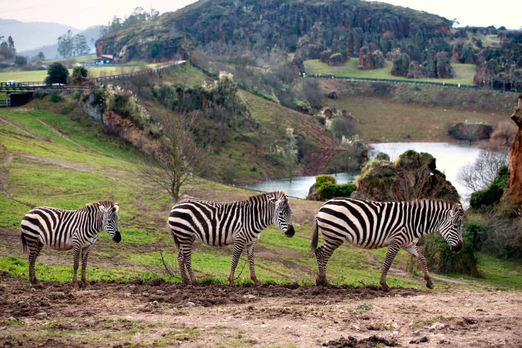 ¡Ongayo (Cantabria): Desde 3 días y 2 noches con Desayuno + Entradas al Parque Cabárceno! ¡Incluye Puente de Diciembre!