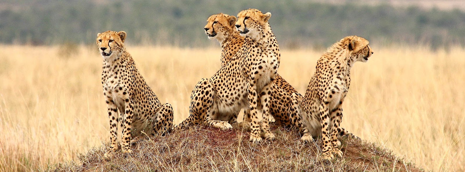 ¡Safari en Kenia! 8 días y 7 noches en Hoteles 3* con Pensión Completa. Incluye Vuelos y Traslados + Visitas - Safaris