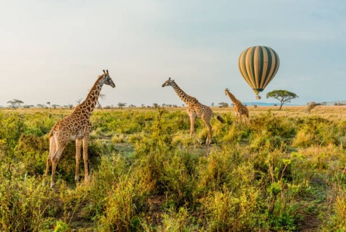 ¡Aventura en Tanzania! 10 días y 7 noches en régimen de Pensión Completa. ¡Explora la belleza de sus Parques Nacionales, a través de apasionantes Safaris!